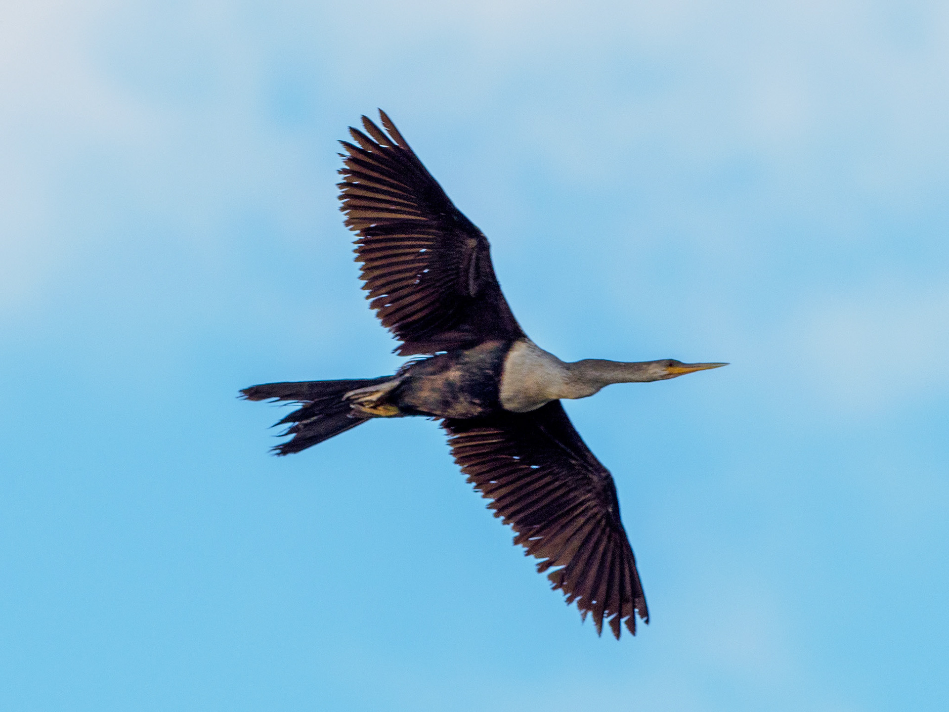 Weston Rookery