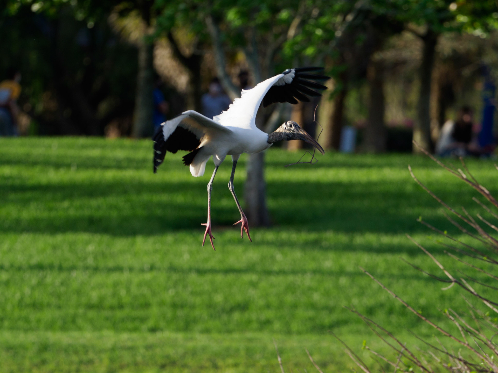 Weston Rookery