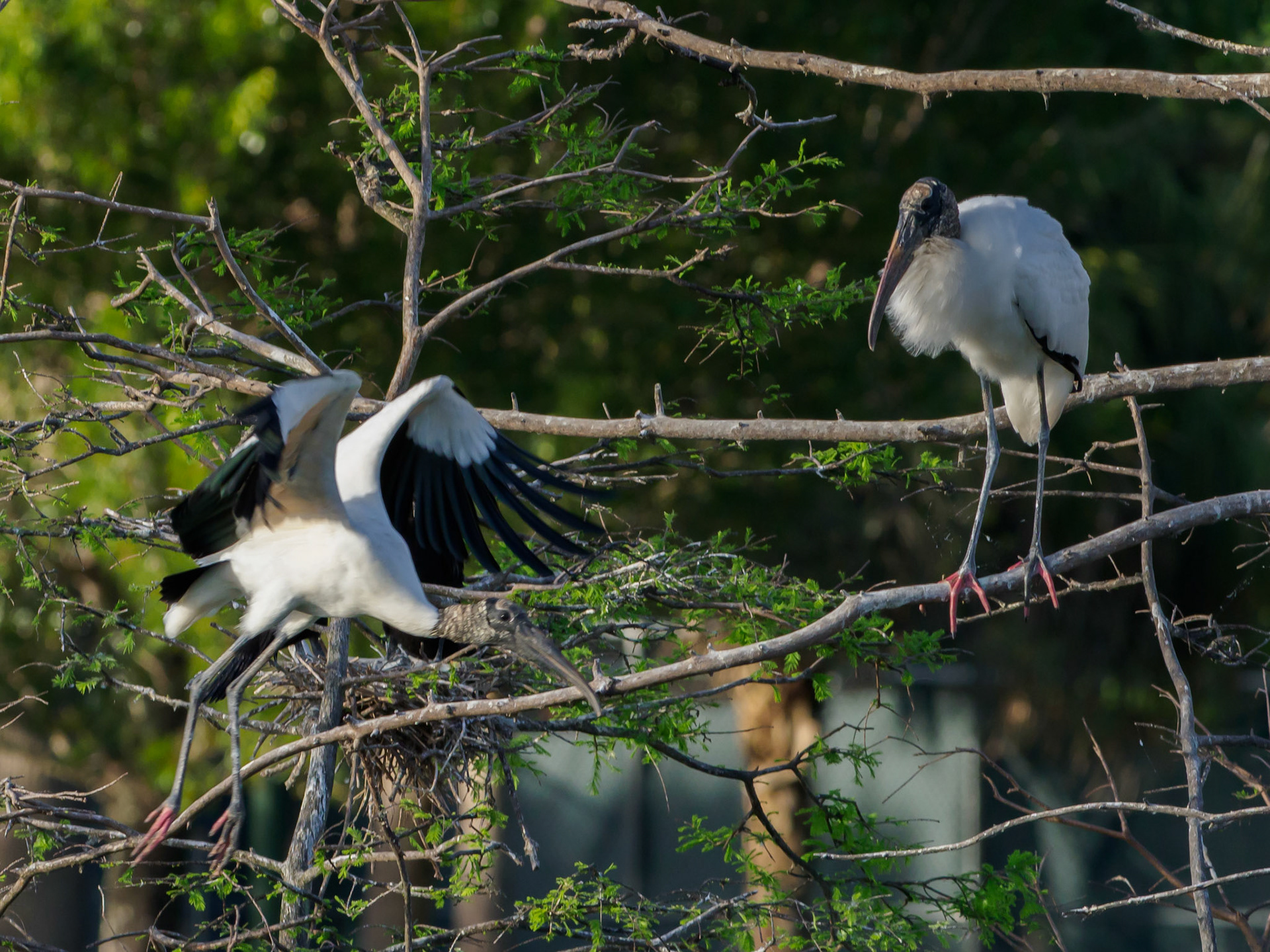 Weston Rookery