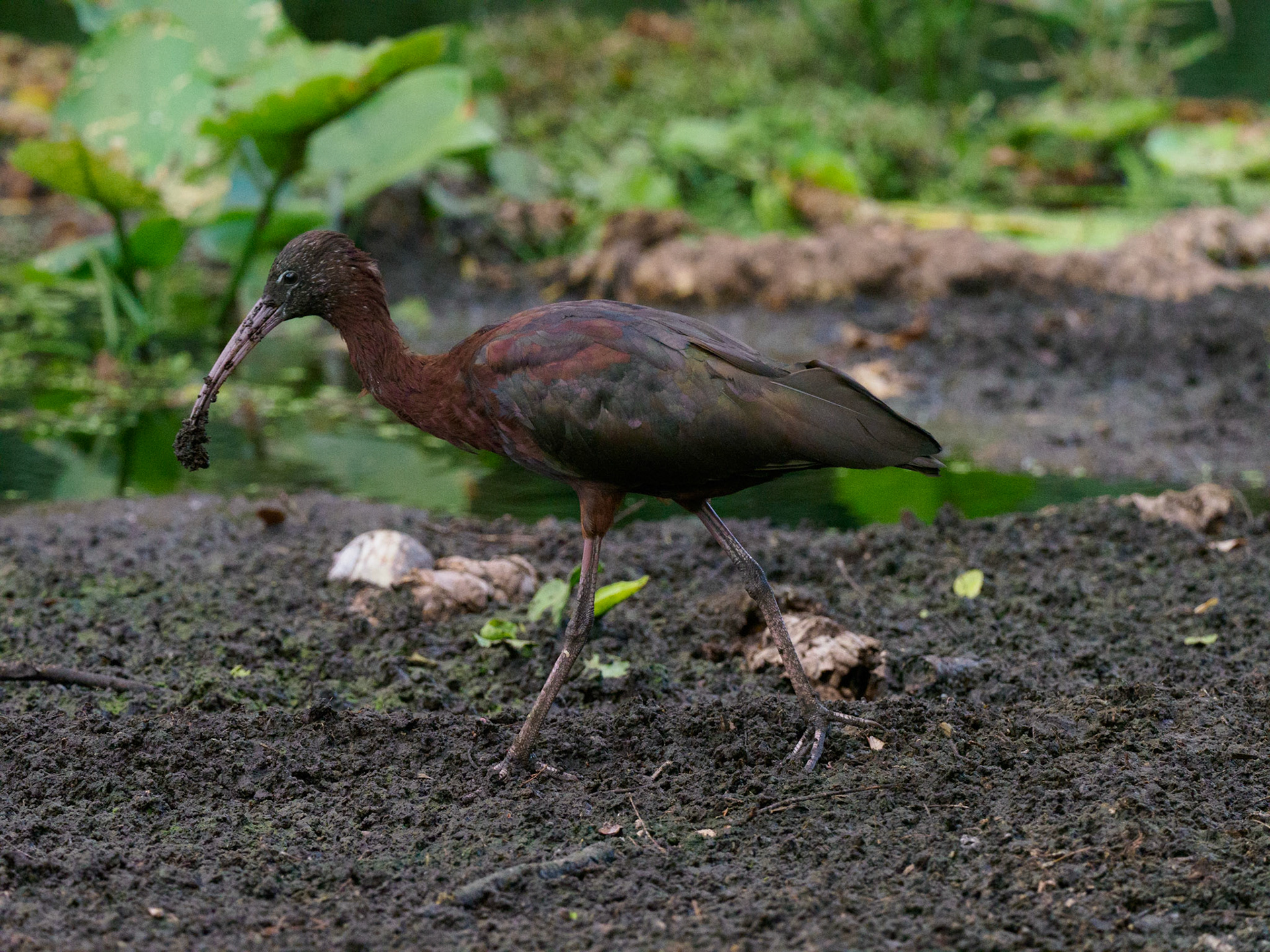 Weston Rookery