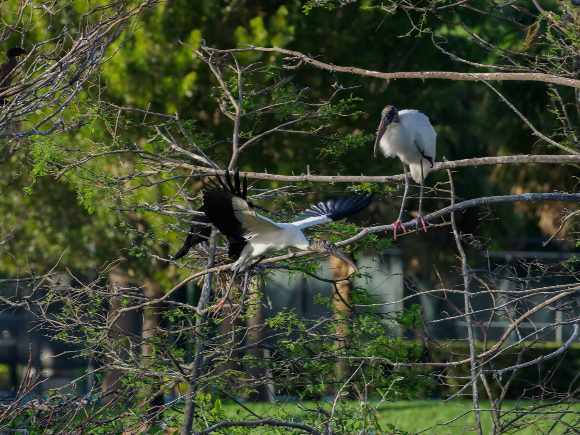 Weston Rookery