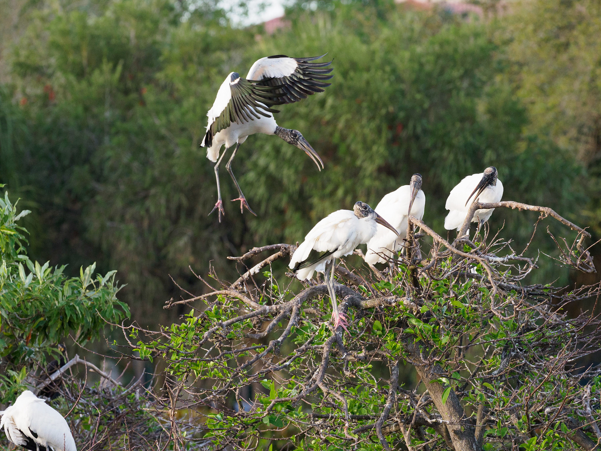 Weston Rookery