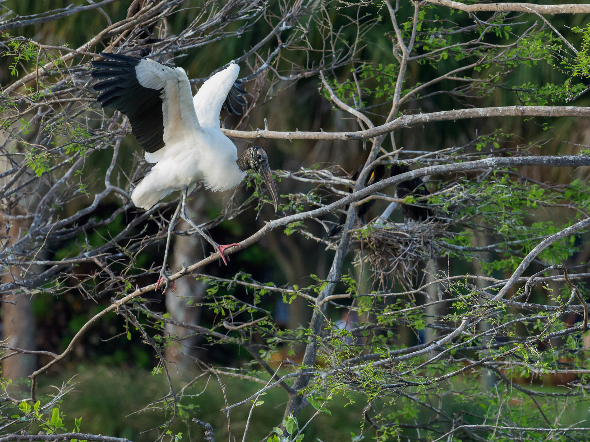Weston Rookery