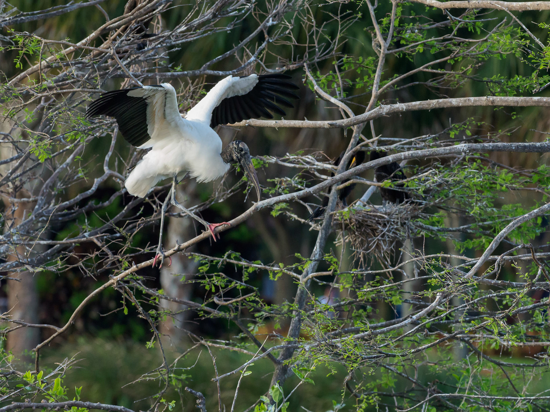 Weston Rookery