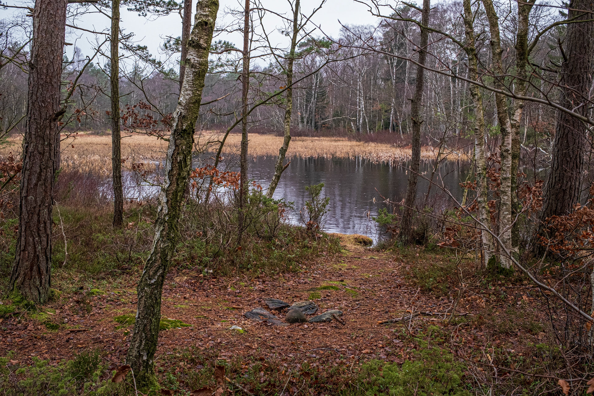 Kärna bokskog