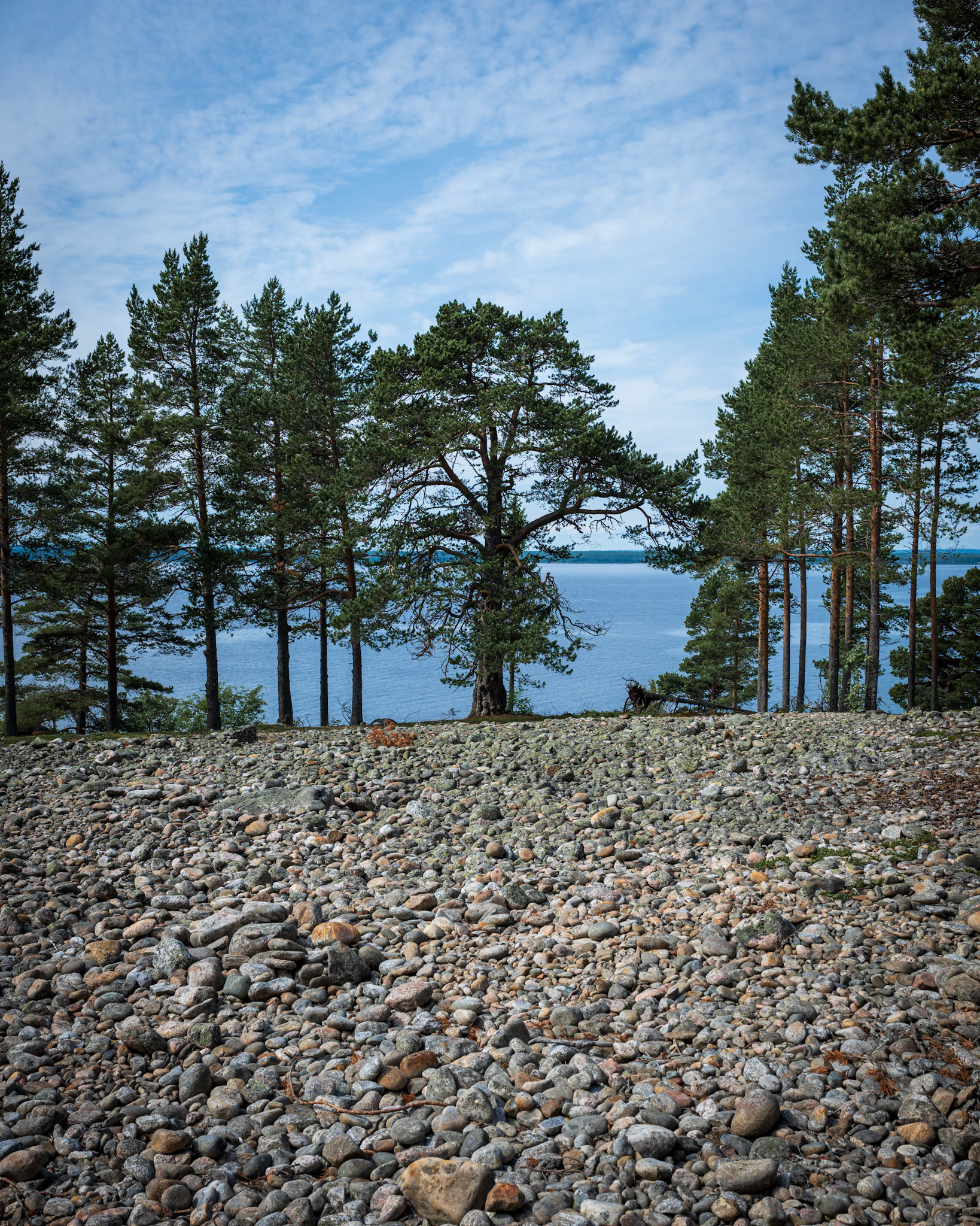 Bjuröklubb