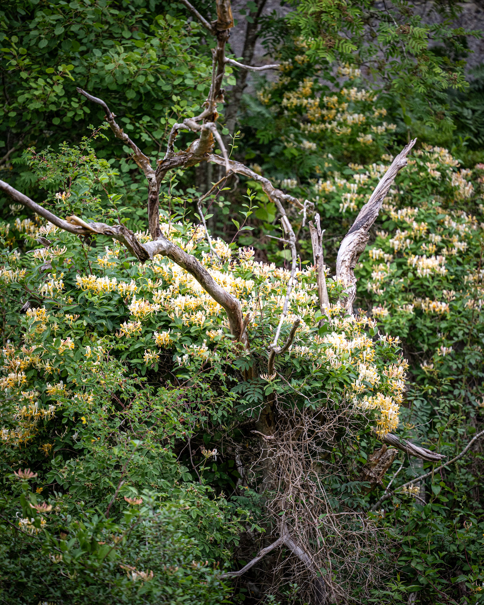 19/6 Hållsungamyren