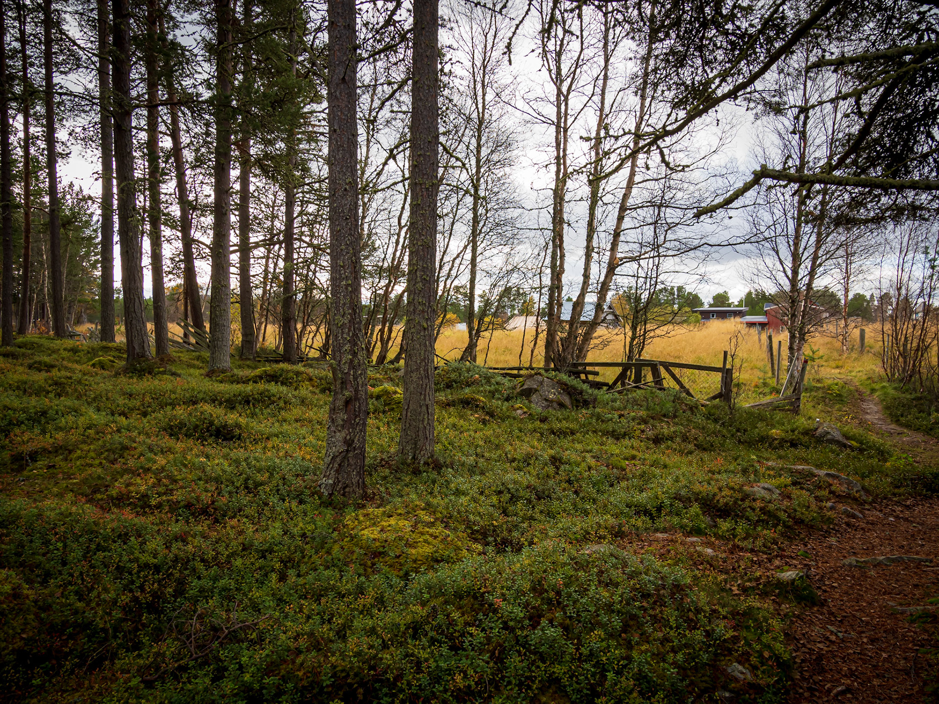 Femundsmarka