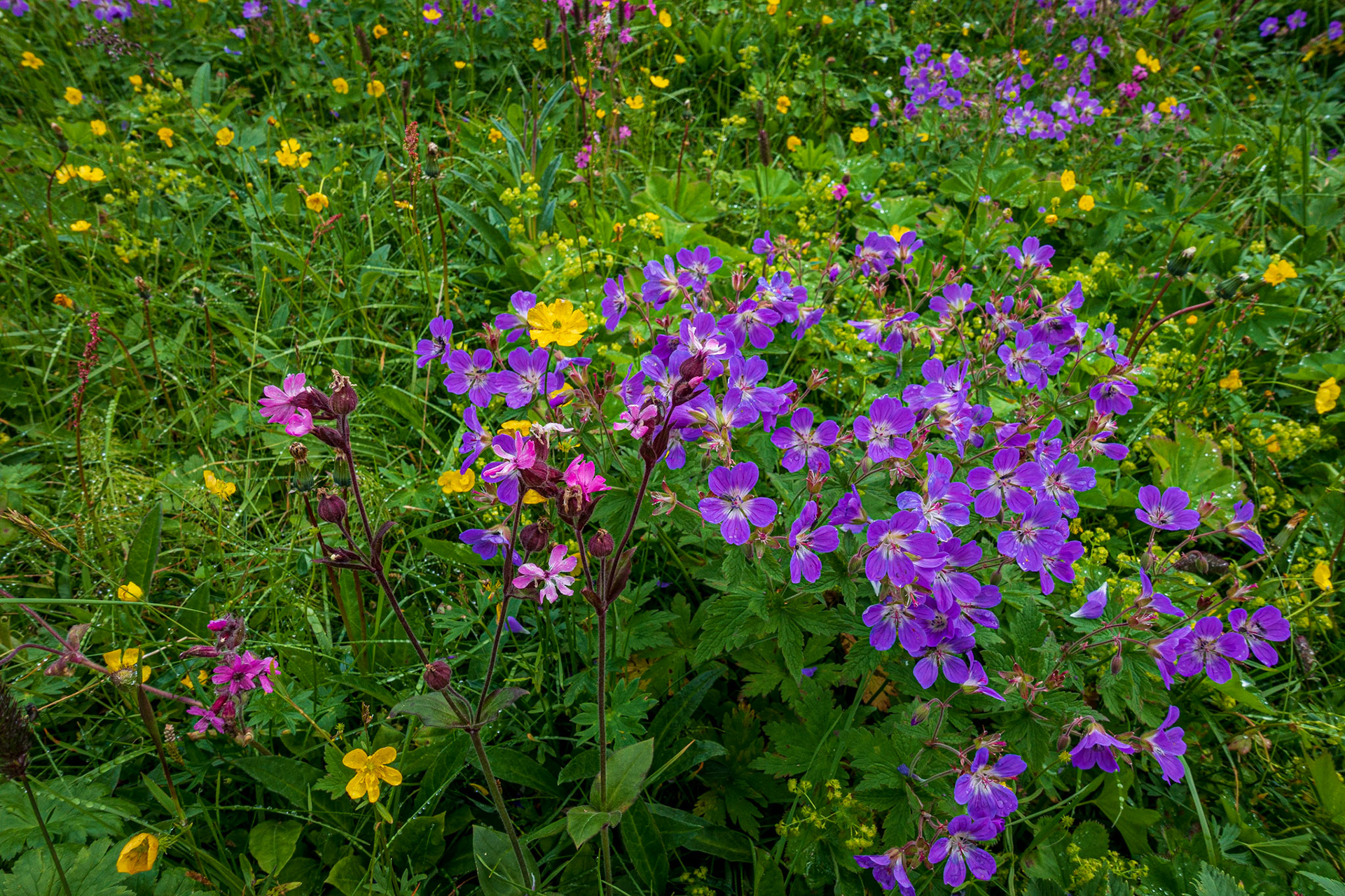 Midsommarblomster