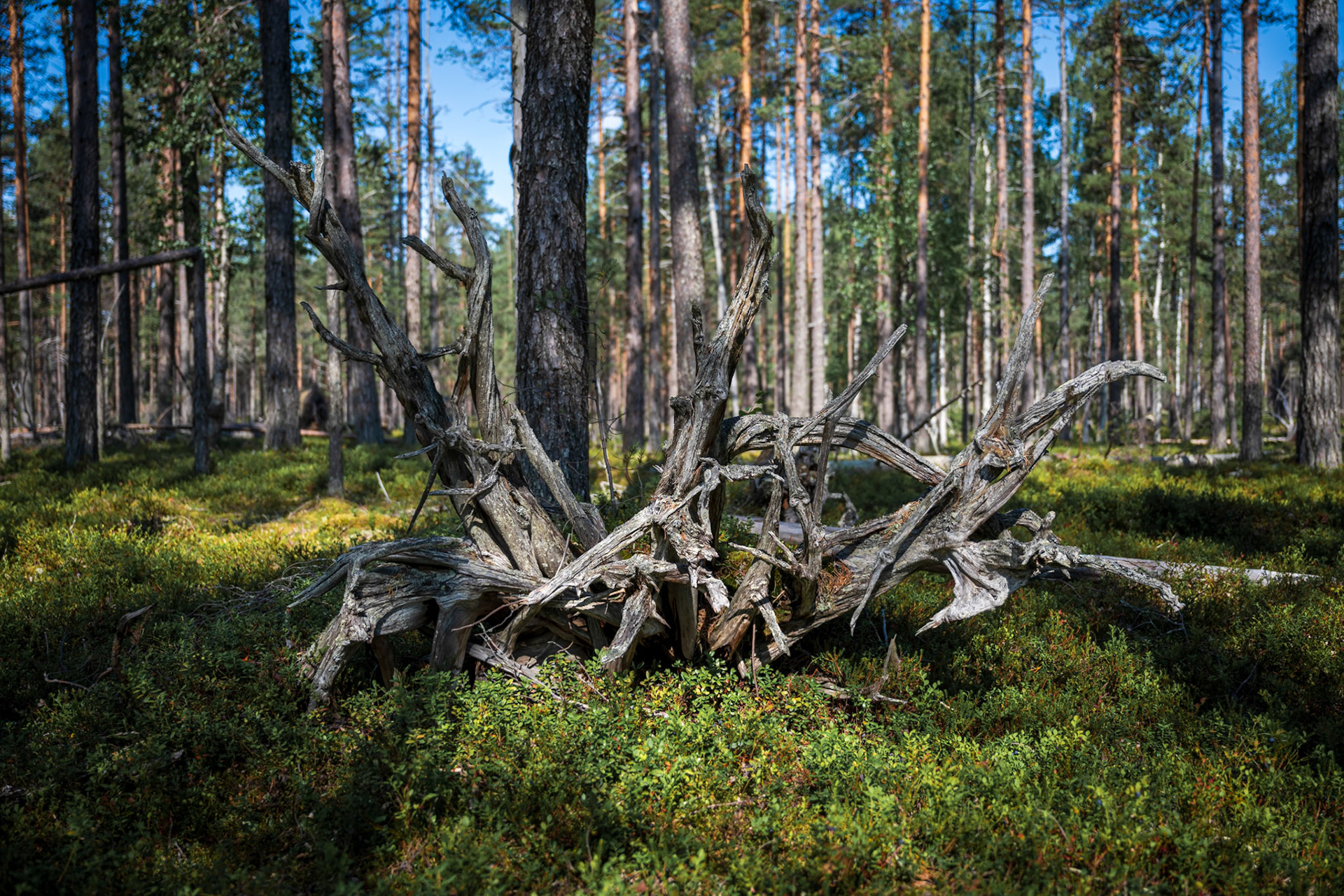 27/7 Muddus nationalpark