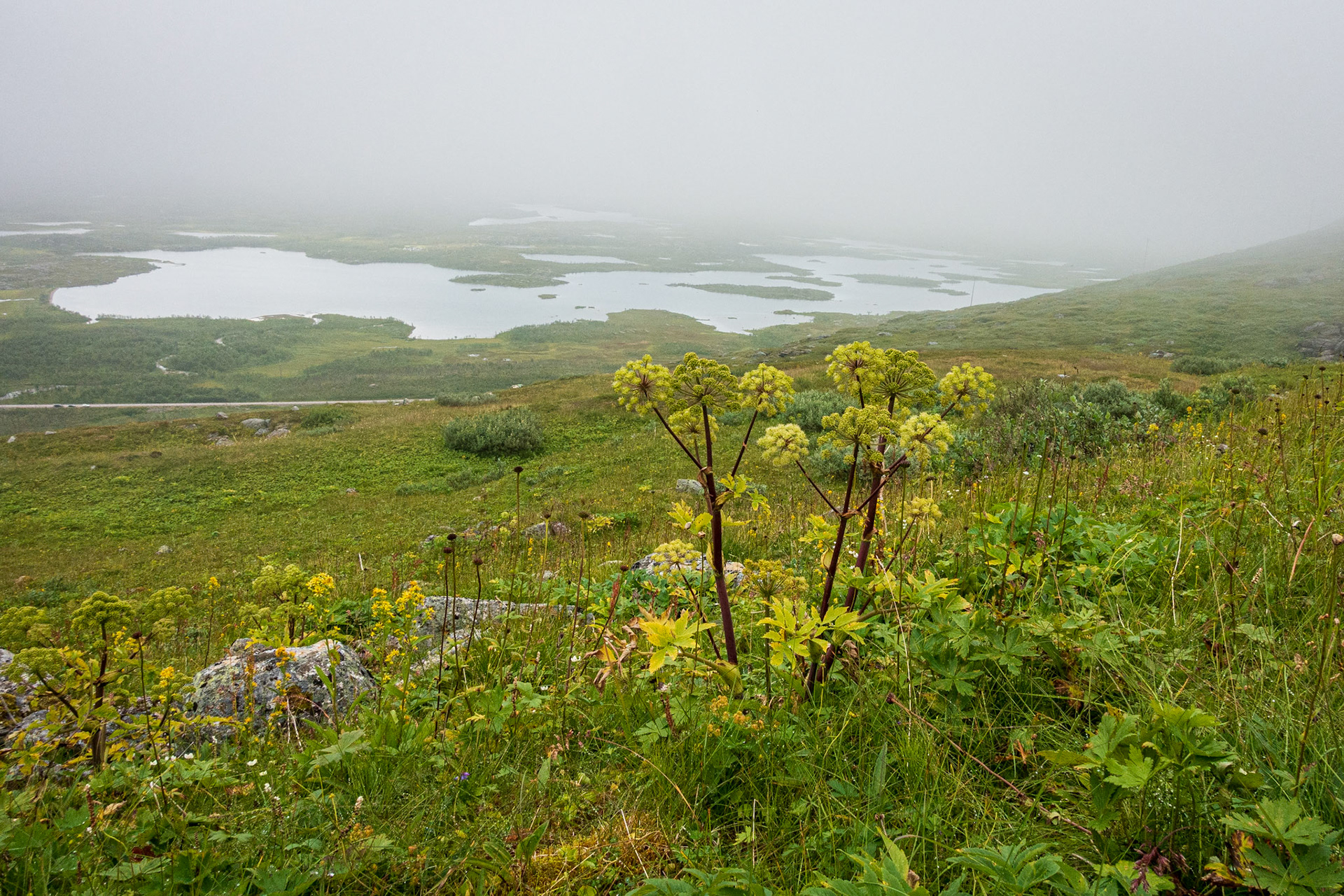 Fjällkvanne