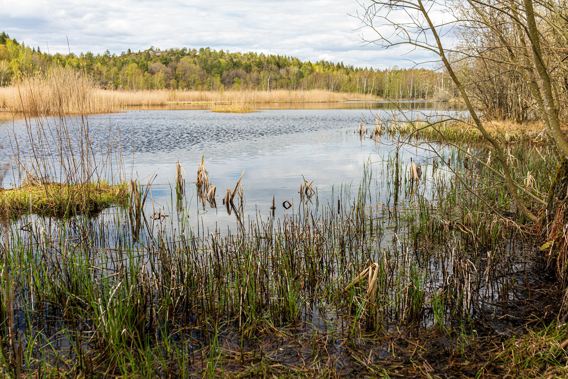 Skåtte mosse