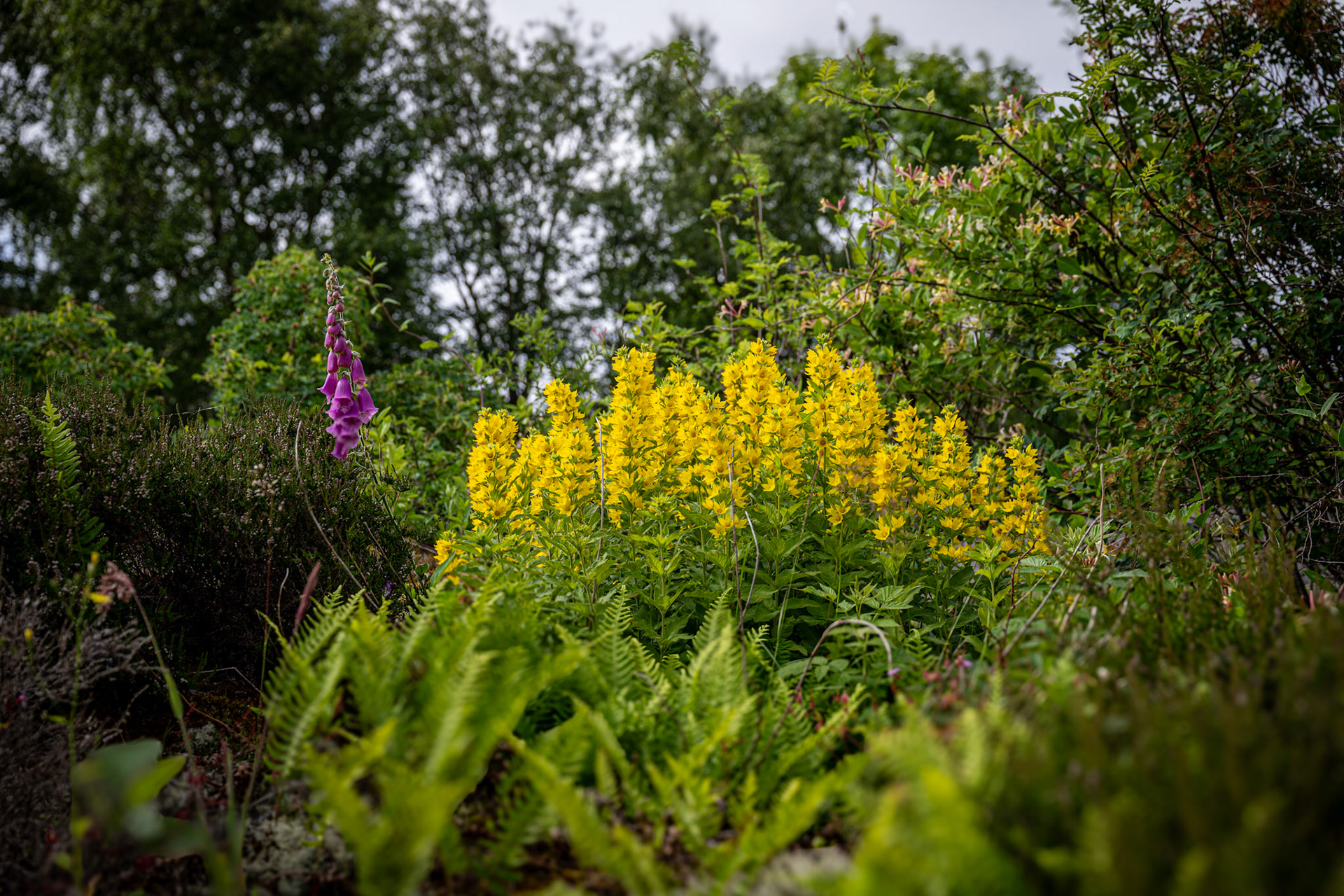 21/6 Snäckliden, Sundhammar