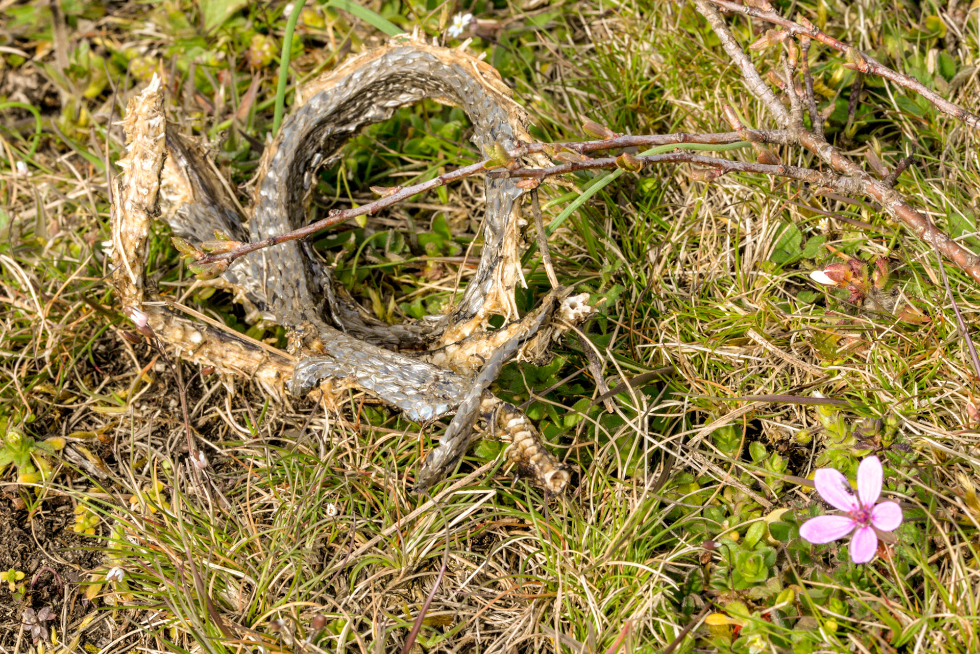 Penåsa, Kastlösa