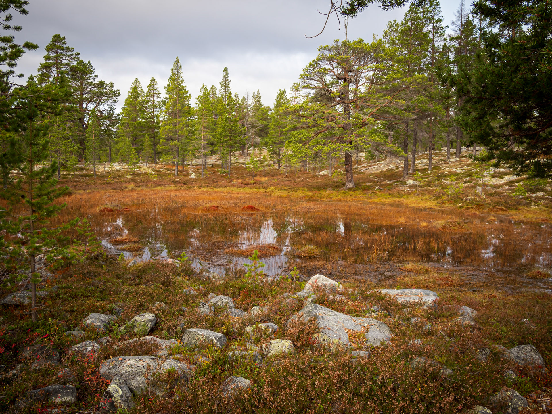 Femundsmarka