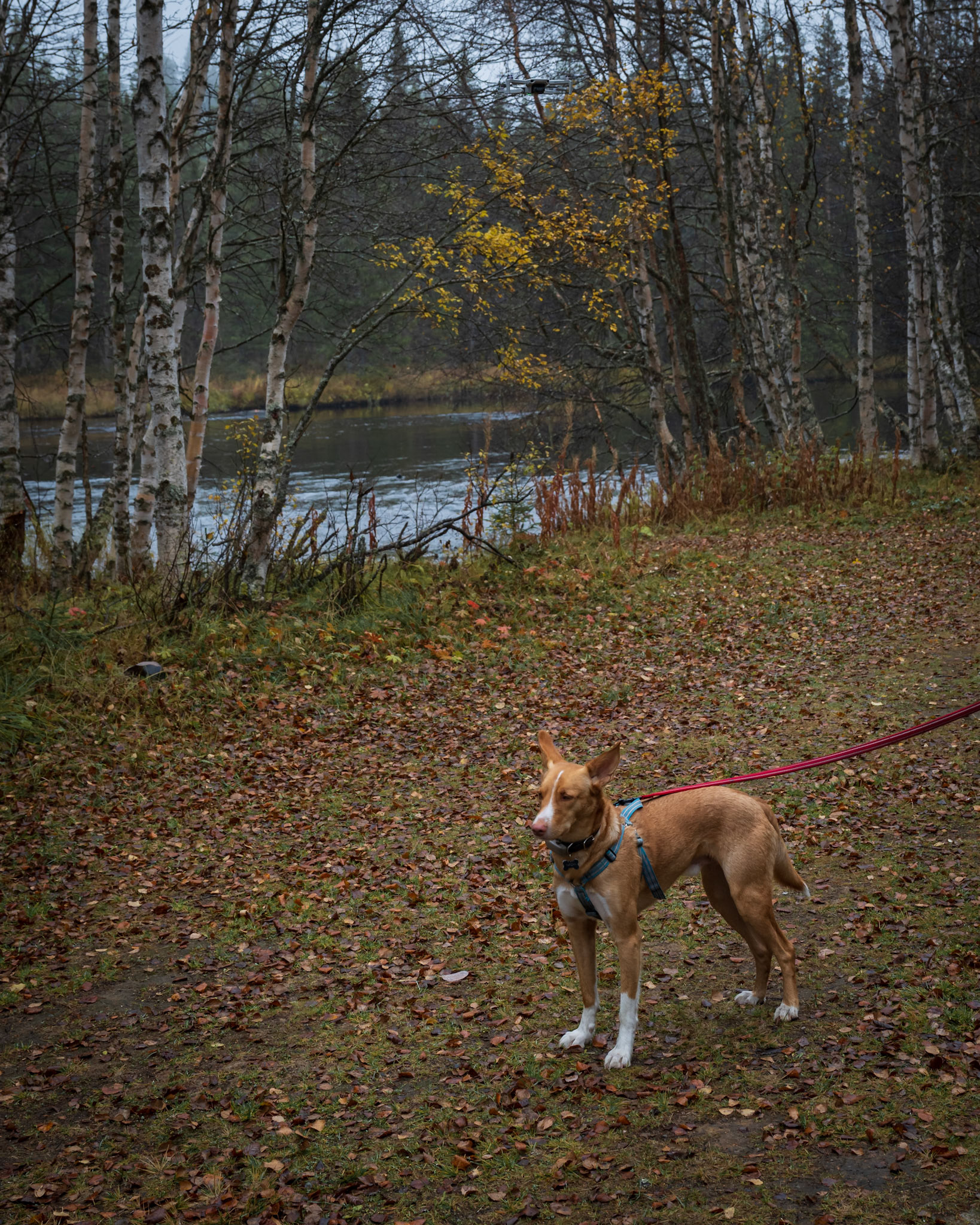 Tarzan under drönaren