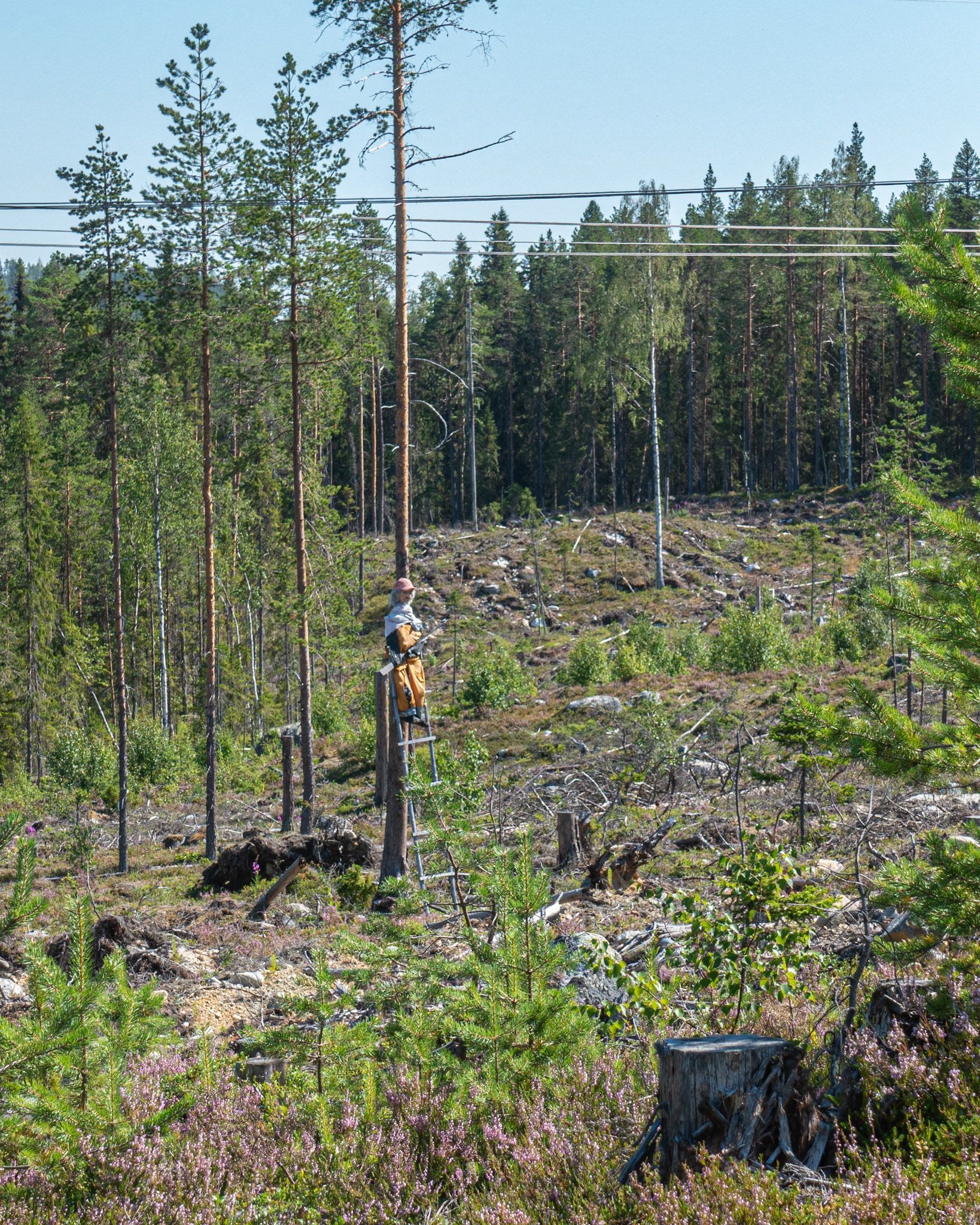 Rossön, Strömsund