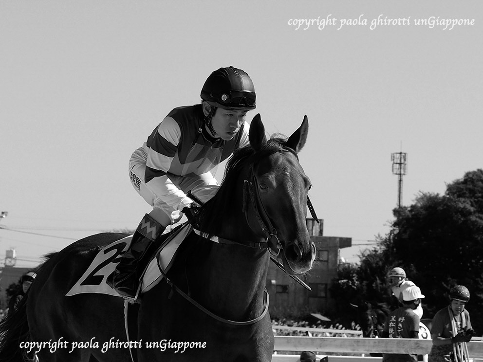 japan , gifu prefecture, kasamatsu keiba, horse race, copyright paola ghirotti