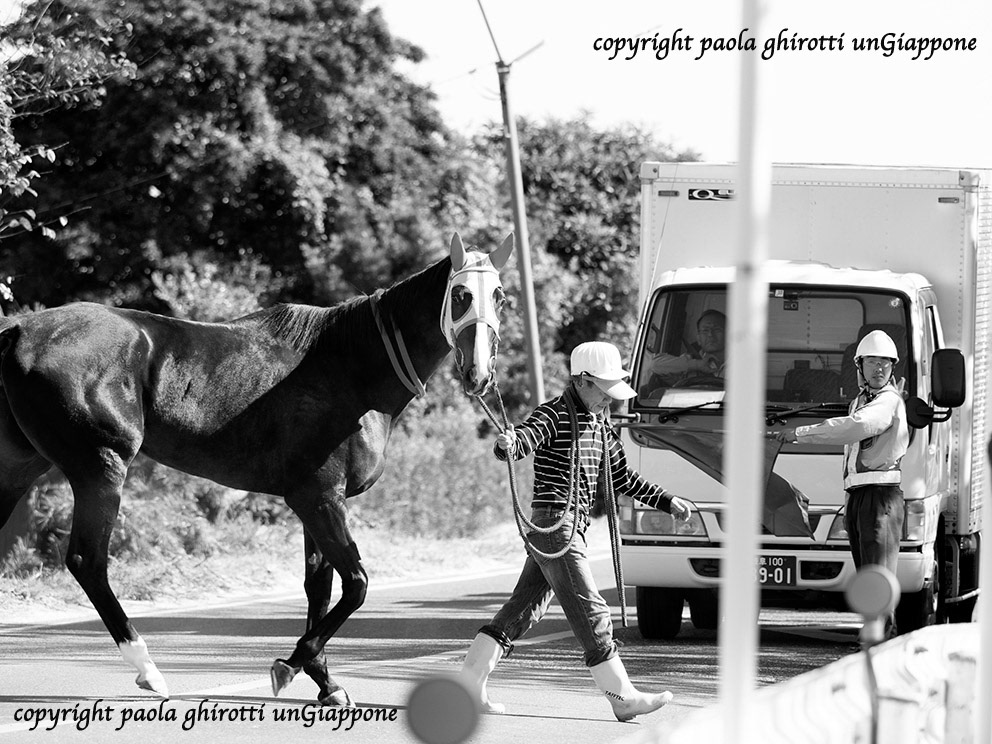 japan , gifu prefecture, kasamatsu keiba, horse race, copyright paola ghirotti