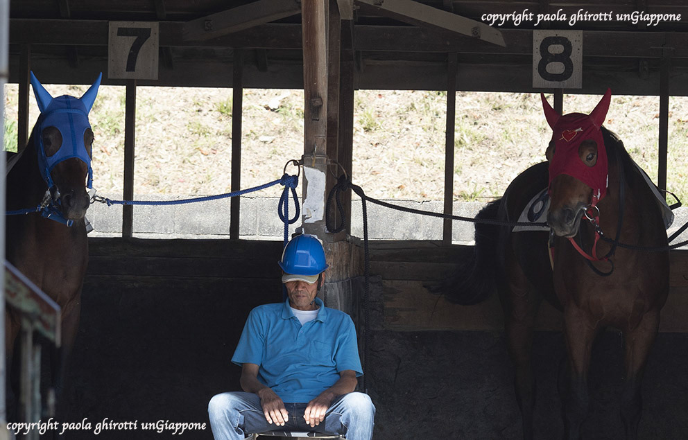 japan , gifu prefecture, kasamatsu keiba, horse race, copyright paola ghirotti