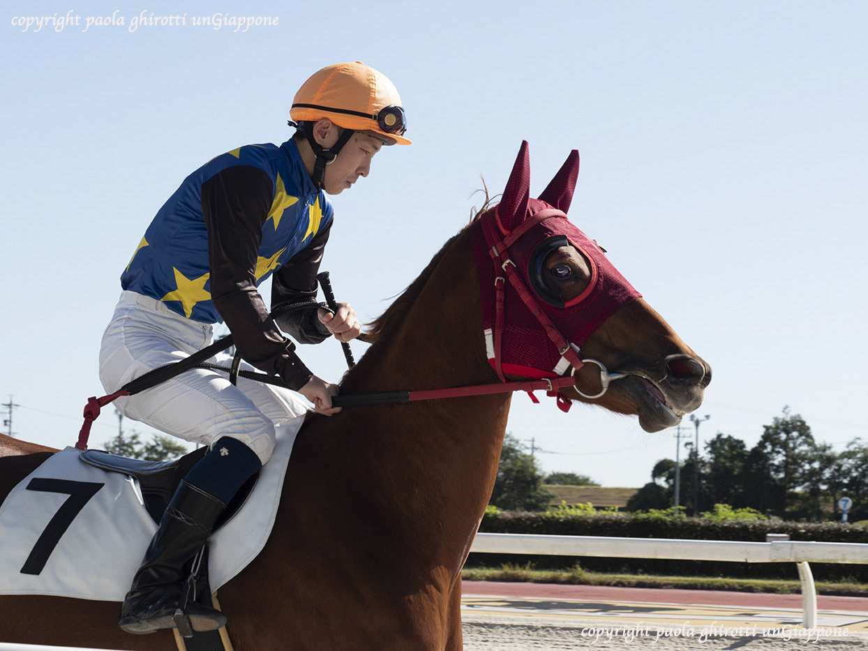japan , gifu prefecture, kasamatsu keiba, horse race, copyright paola ghirotti