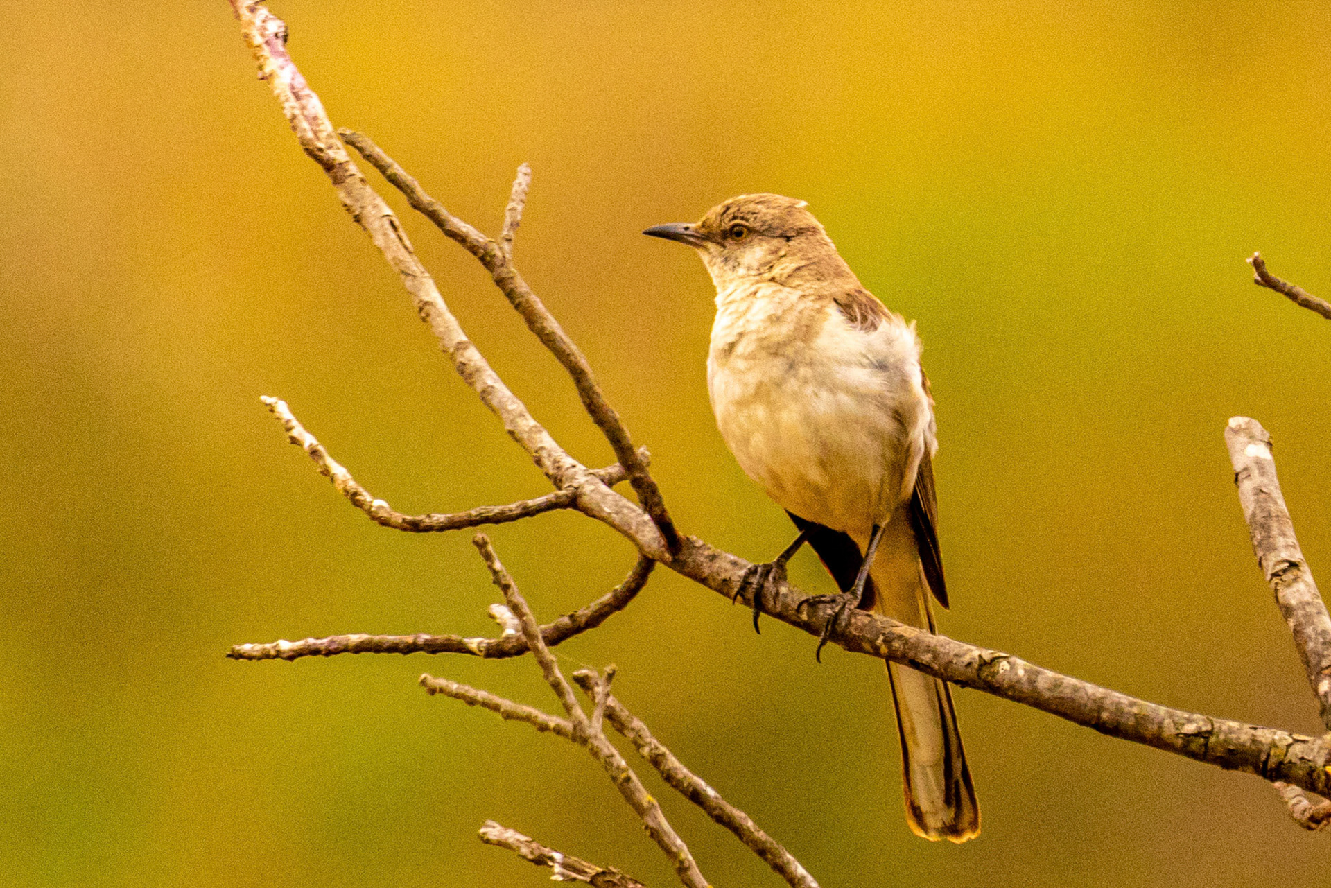 Northern Mockingbird in Camada Larga Ojai