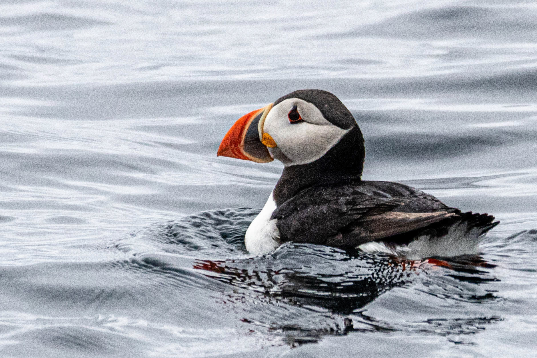North Cape Gjesvær Bird Watching Tour  Atlantic Puffin