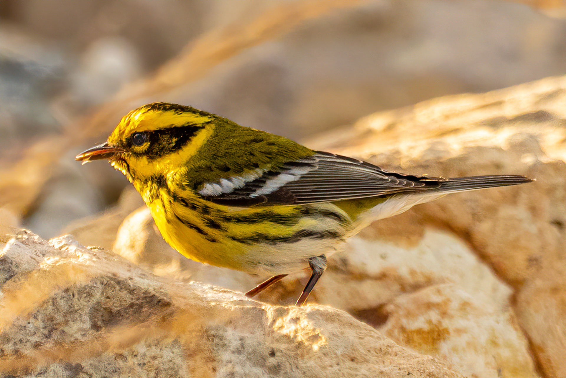Townsend's Warbler in Simi Arroyo