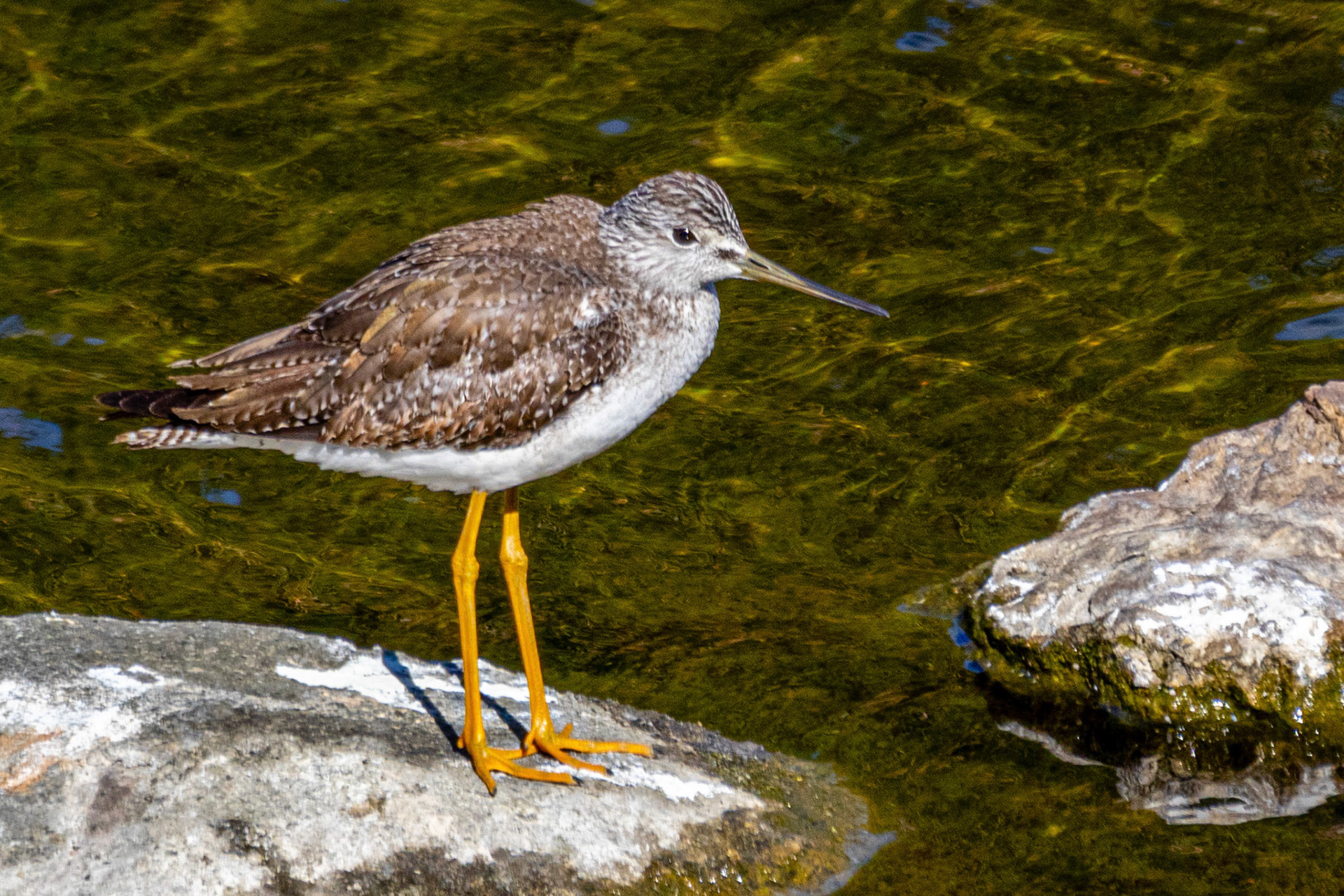 Greater Yellowlegs in Santa Clara River - Simi