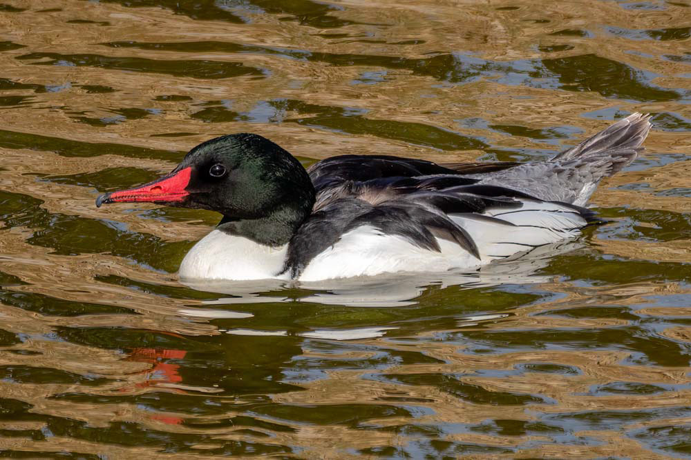 Common Merganser at Simi Arroyo