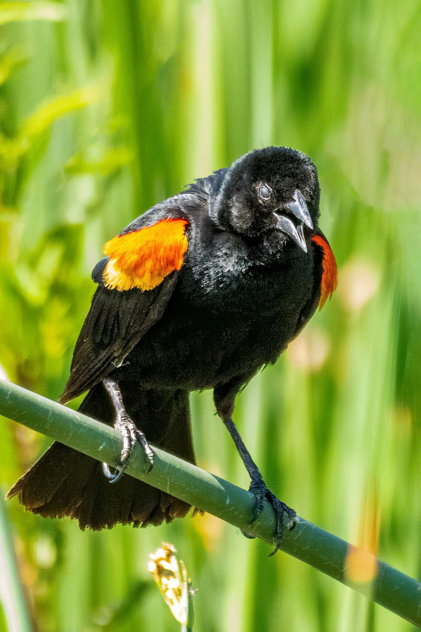 Red-winged Blackbird