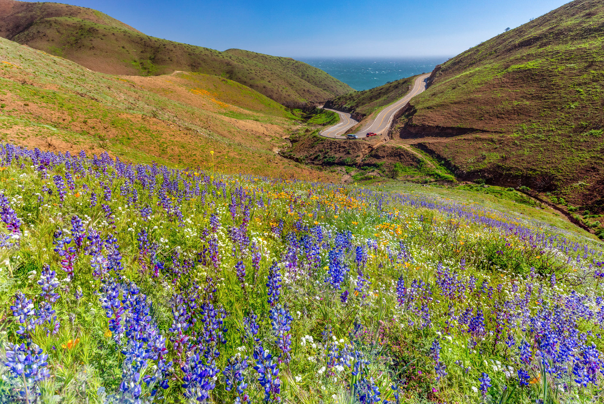 Deer Canyon Wildflowers