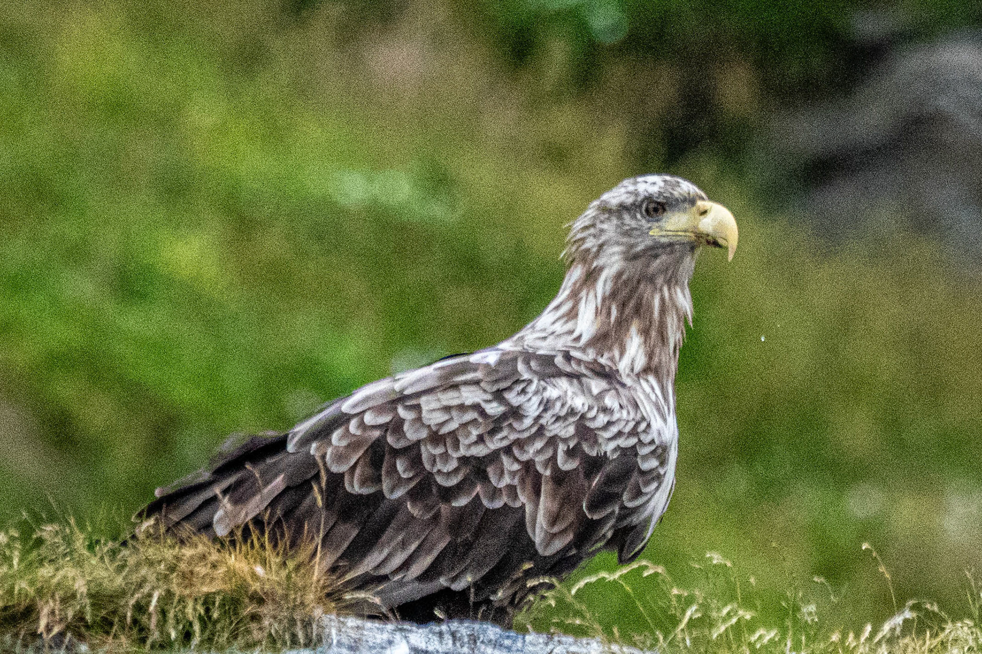 North Cape Gjesvær Bird Watching Tour White-Tailed Sea Eagle