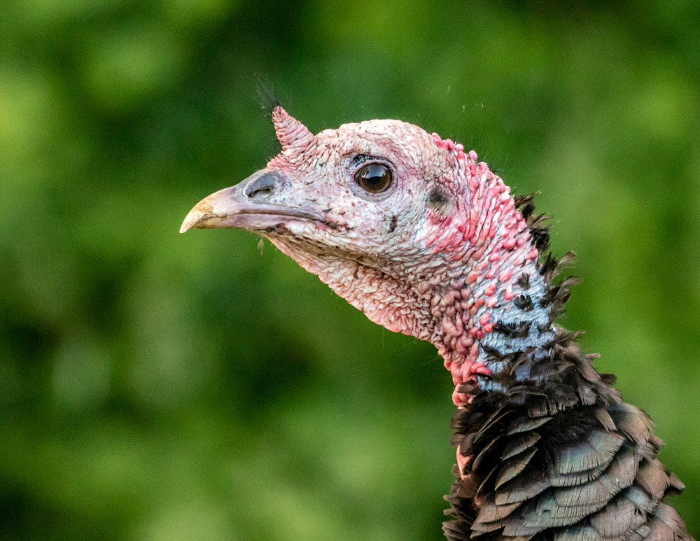Wild Turkey at Bill's House Spokane