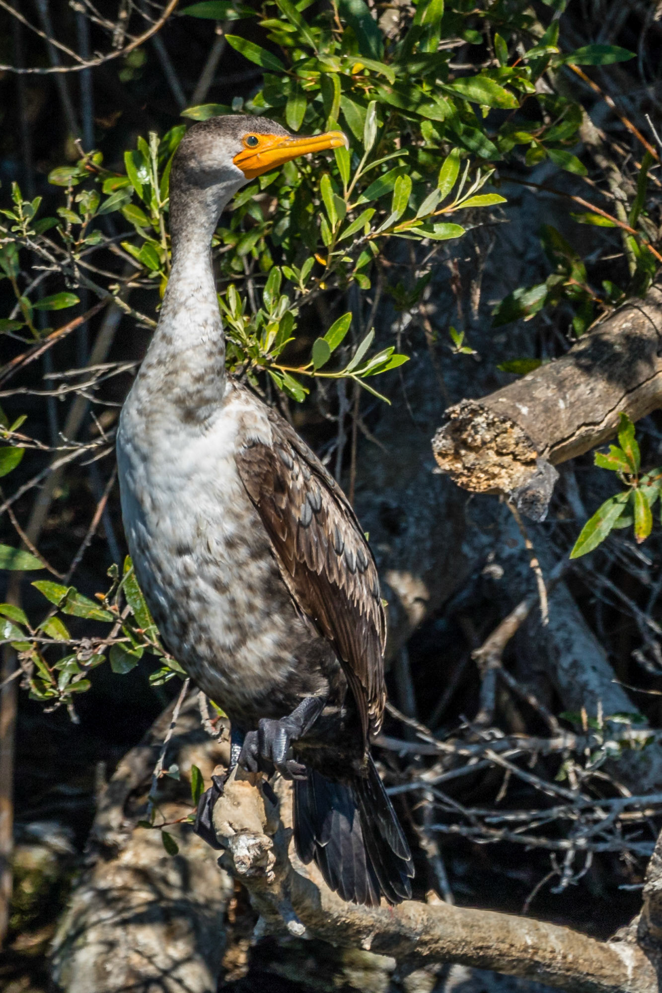 Double Crested Cormorant Juvenile