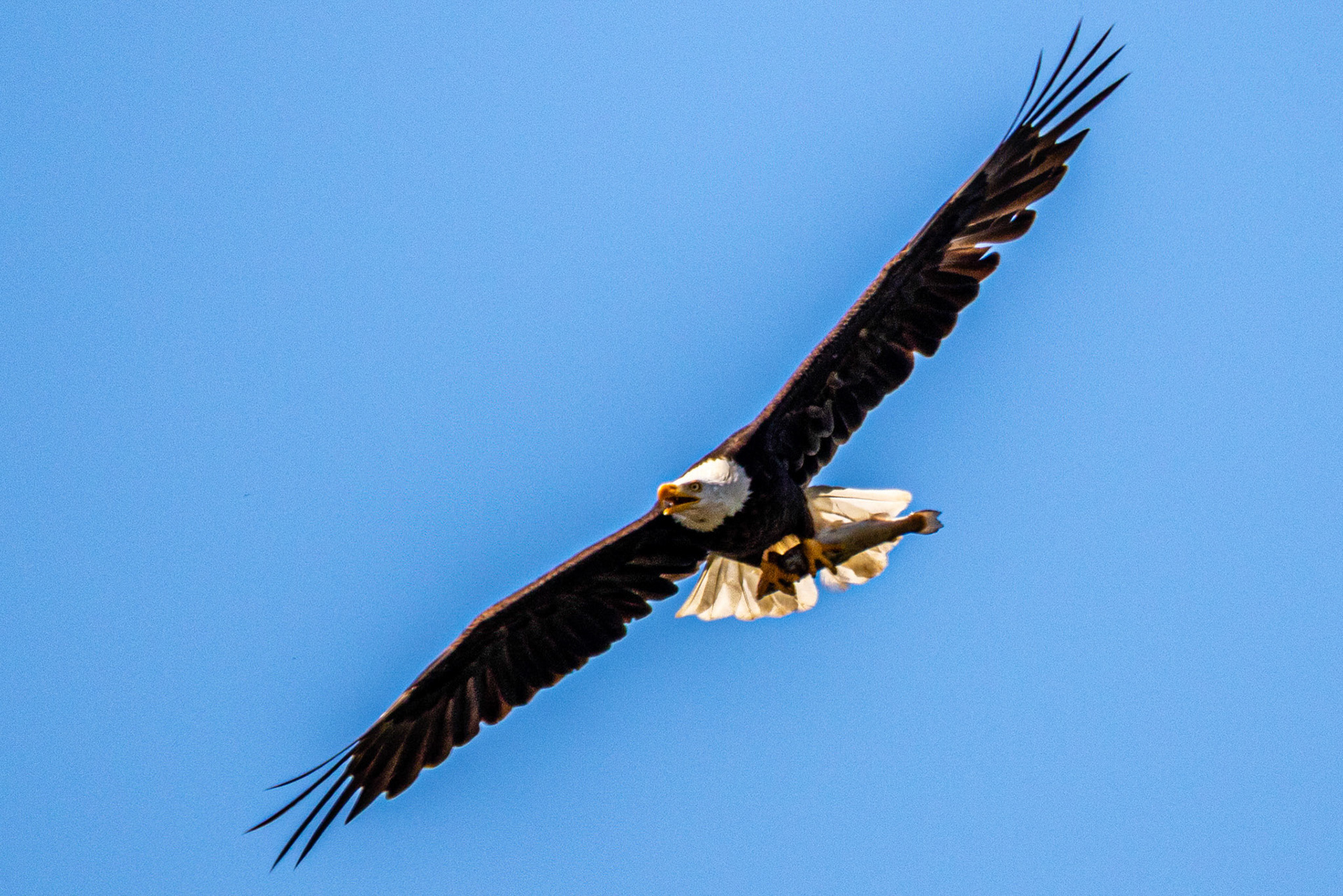 Bald Eagle at Lake Casitas