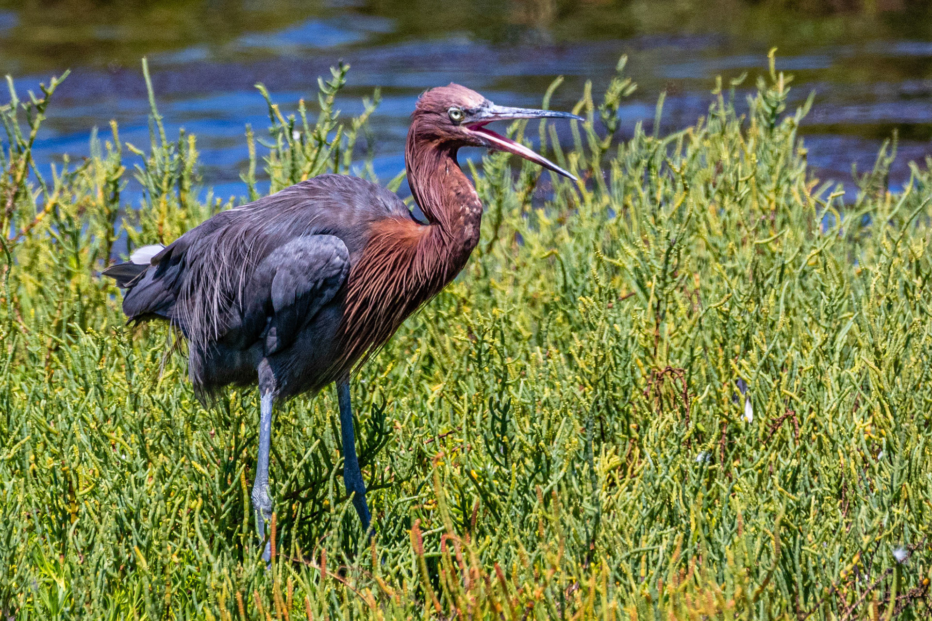 Reddish Egret at Bolsa Chica Reserve