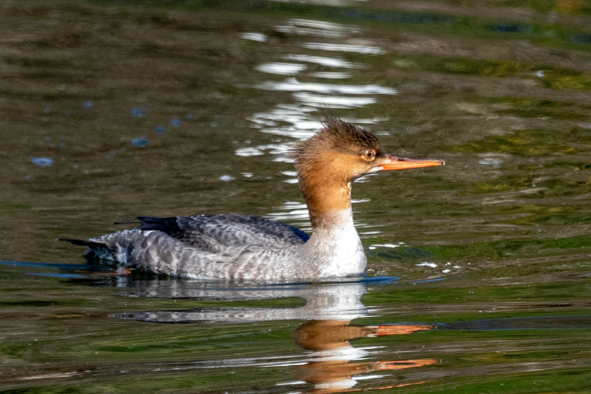 Female Common Merganser at Ventura Ponds