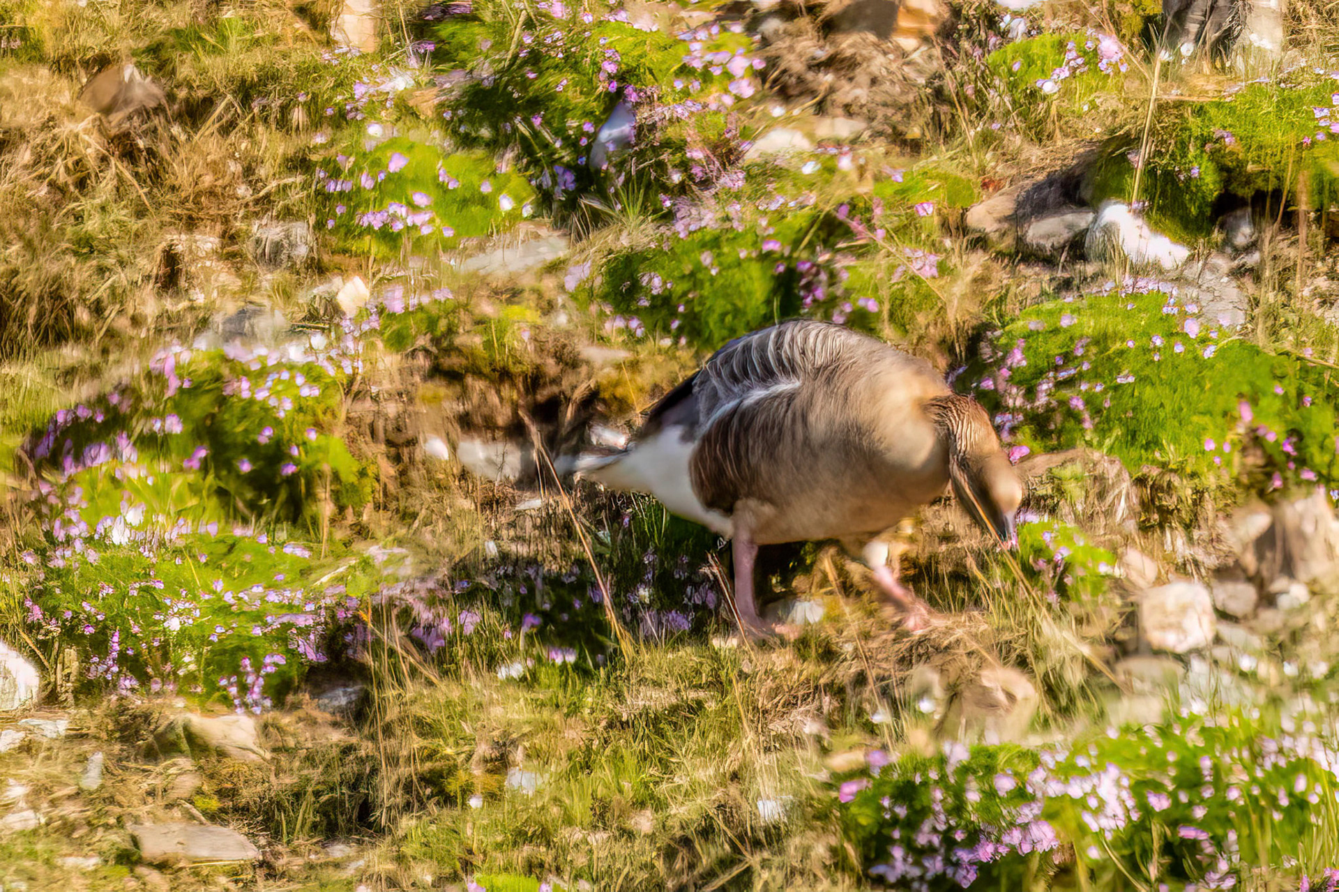 Fjortende Julibukta Pink-Footed Goose