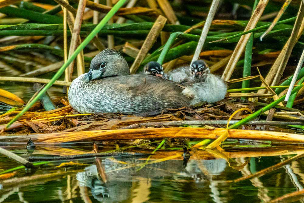 Pied-Billed Grebe and Chicks at Ventura Ponds