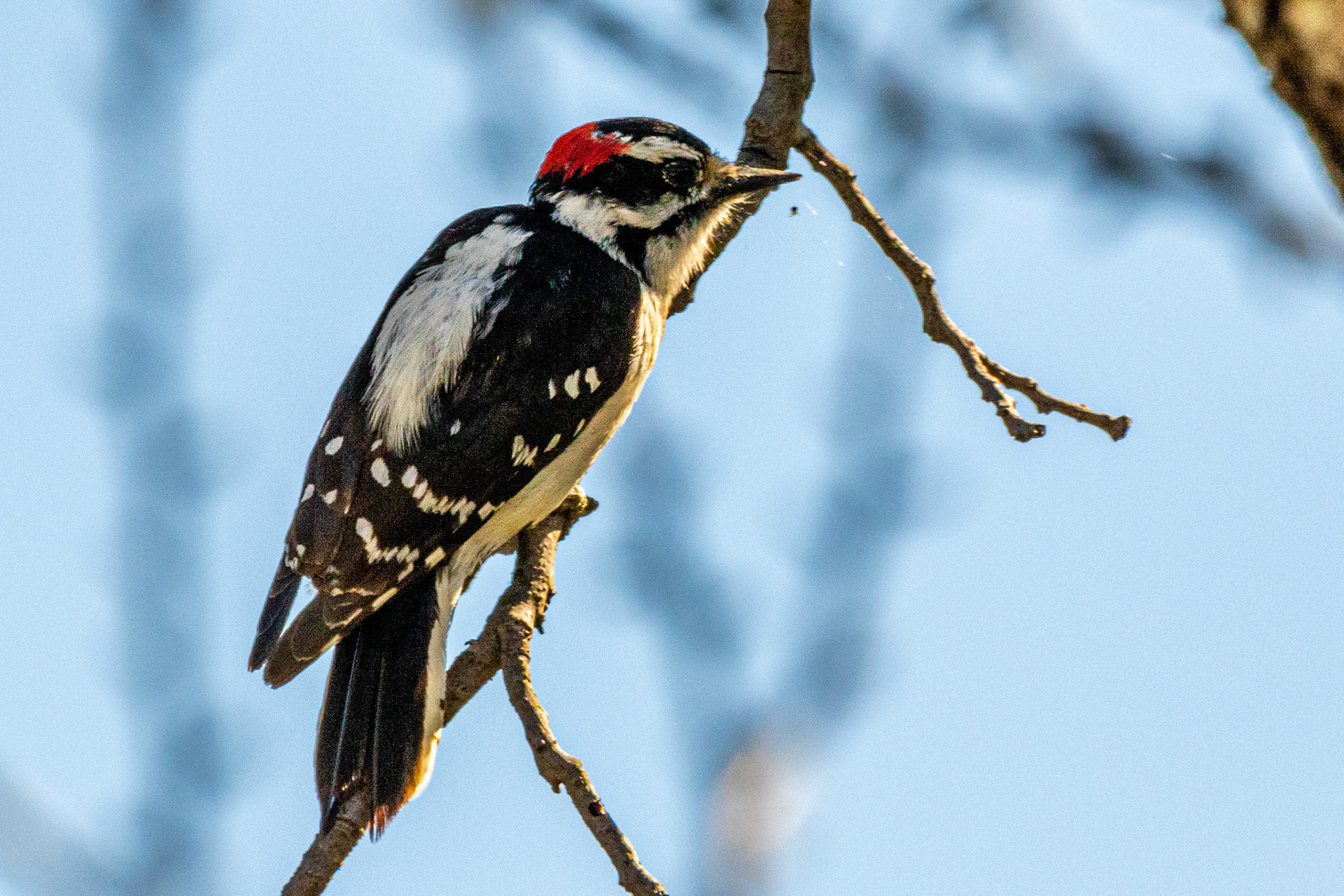 Hairy Woodpecker in Canada Larga Ojai
