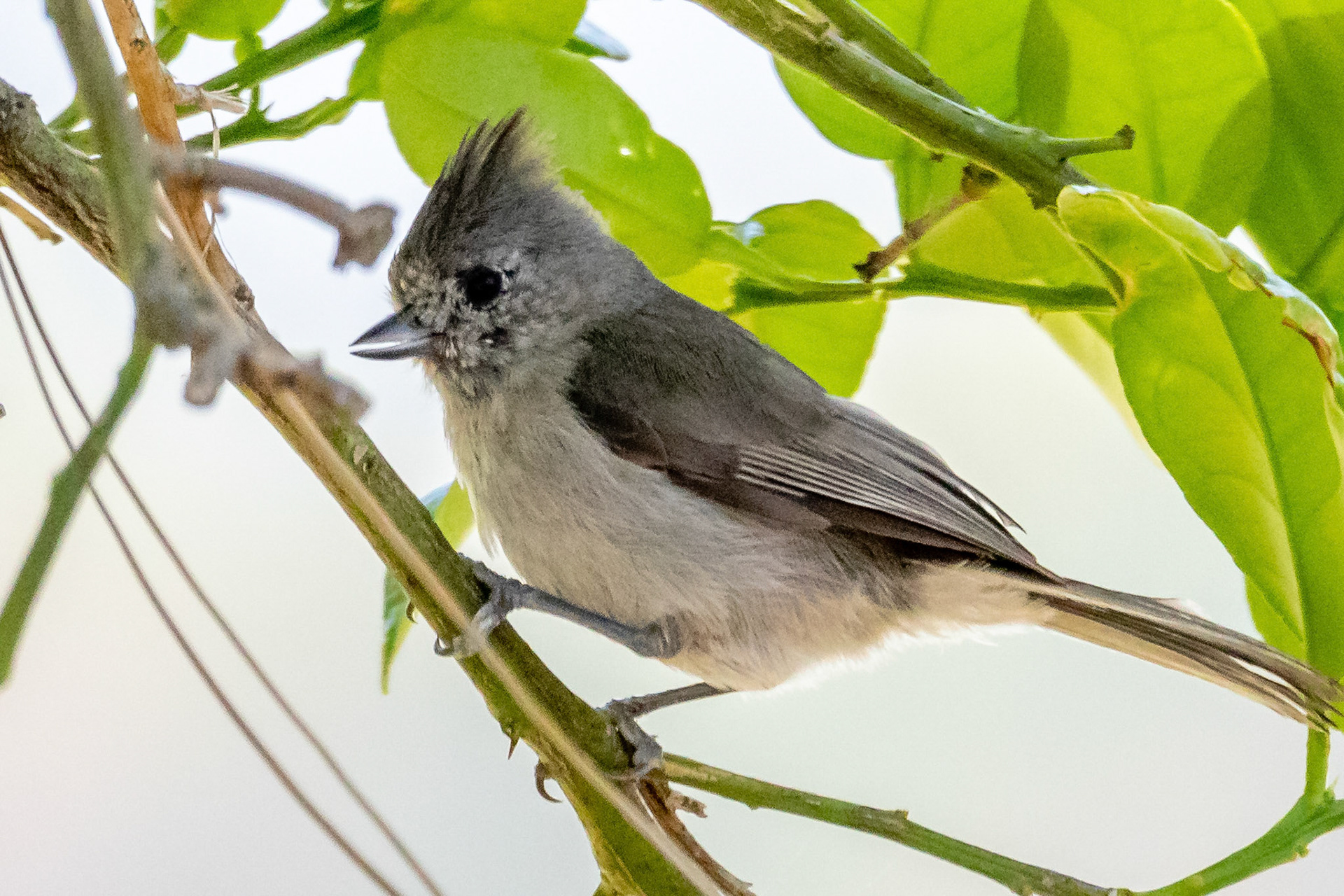 Oak Titmouse