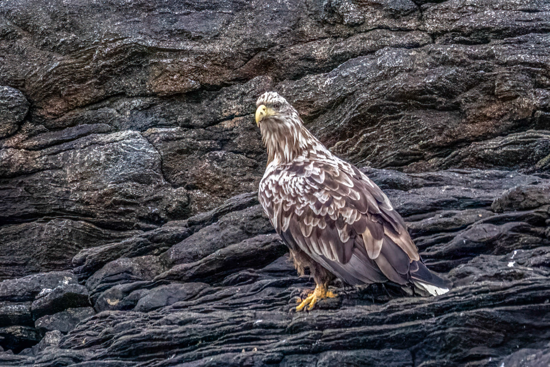 North Cape Gjesvær Bird Watching Tour White-Tailed Sea Eagle