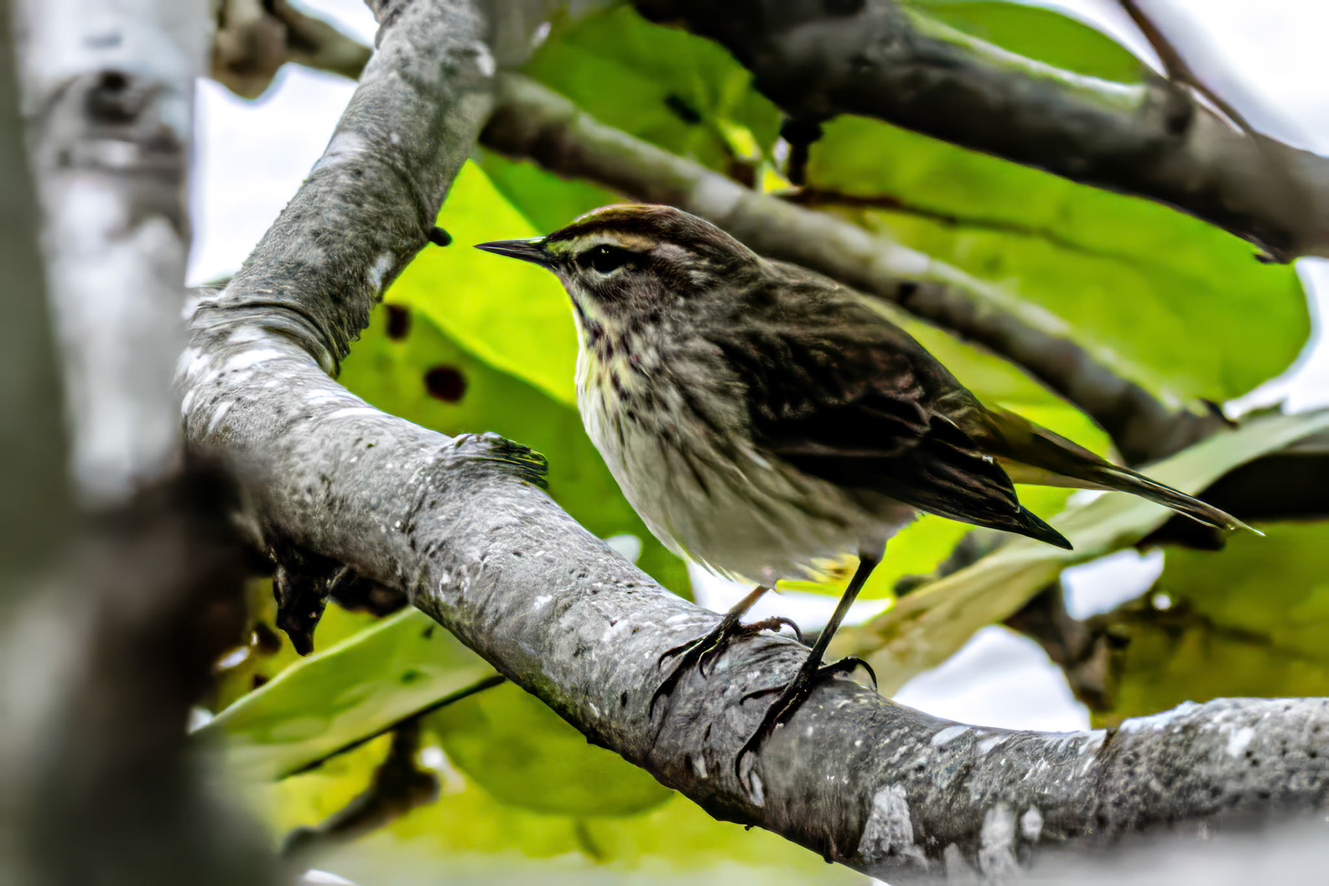 Palm Warbler at Sandyport Bahamas