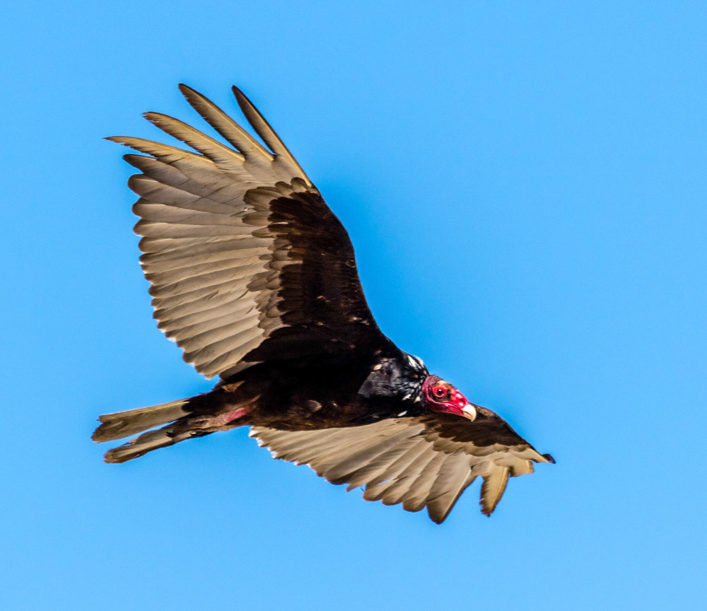 Turkey Vulture over Lake Casitas