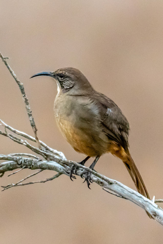 California Thrasher at Los Carneros Park