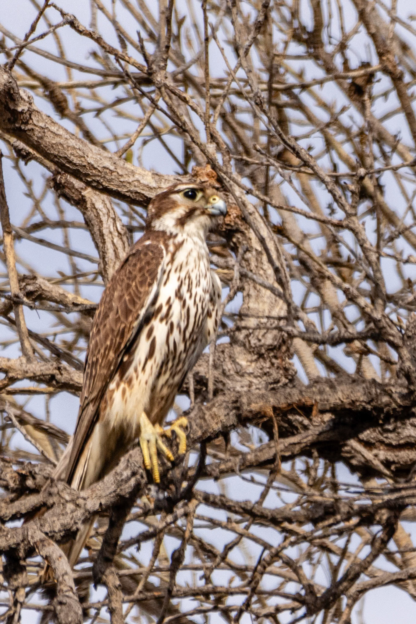 Merlin at LA River