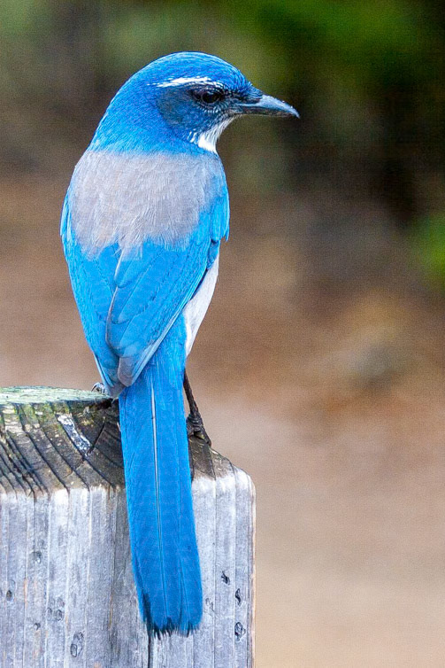 Scrub Jay