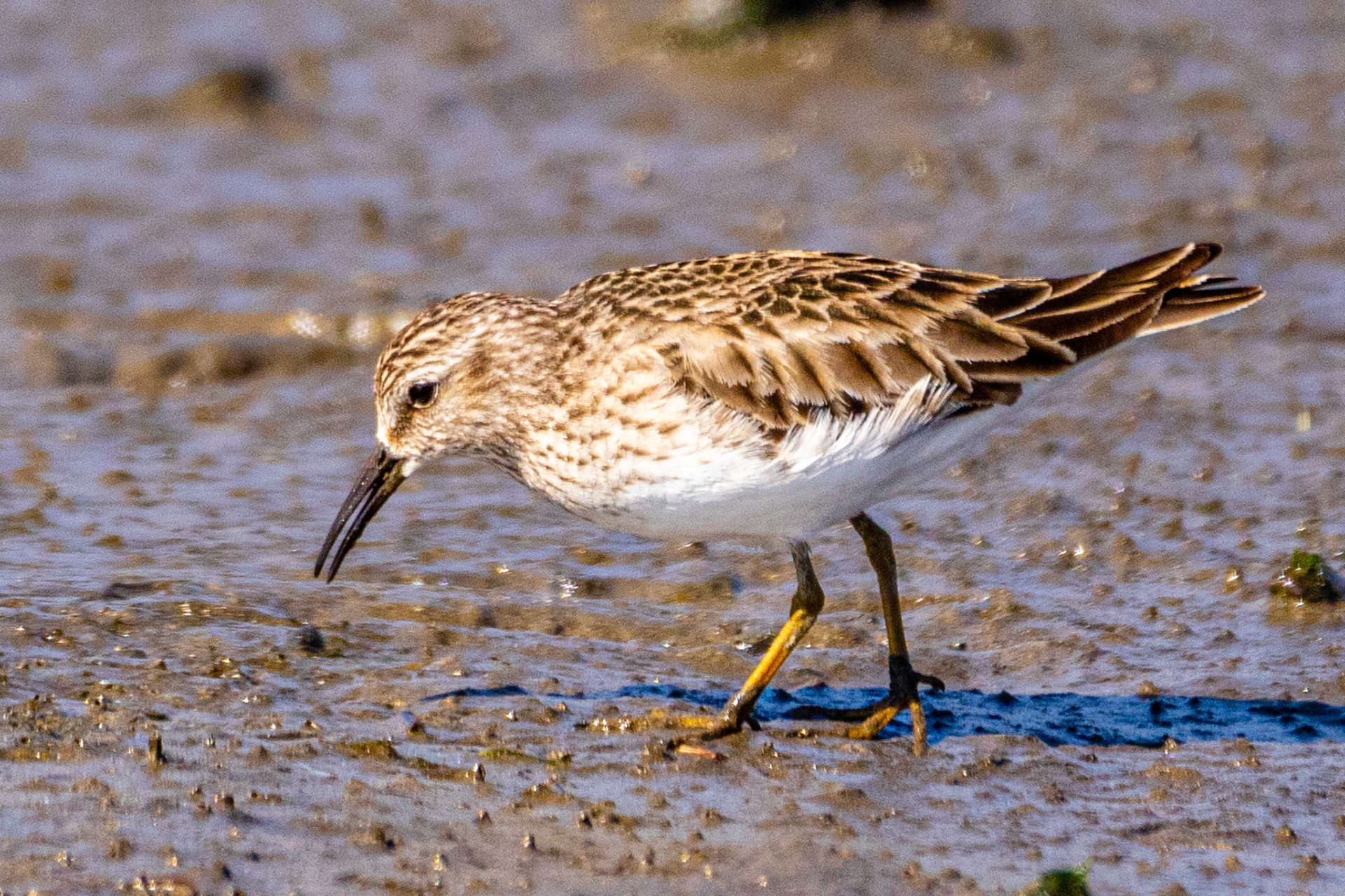Semipalmated Sandpiper at Malibu Lagoon