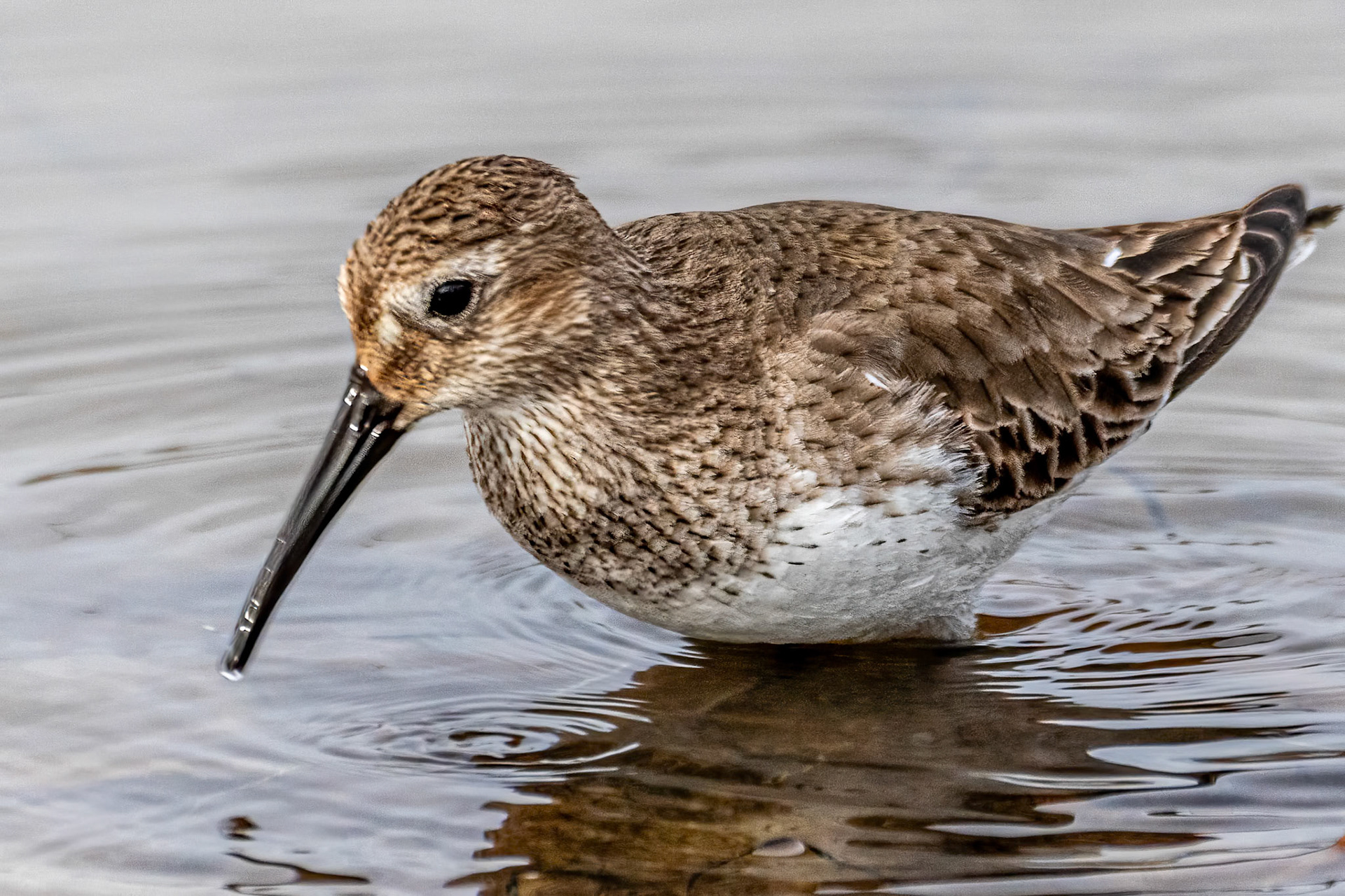 Dunlin at Malibu Lagoon